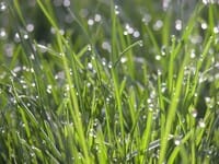 Vapeur d'eau condensée sur l'herbe