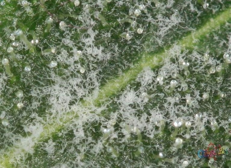 Primer plano de una hoja verde cubierta de diminutas estructuras blancas similares a hilos y gotas de humedad.