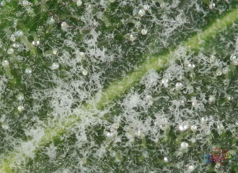 proso millet plant Dried Proso Millet main image 1