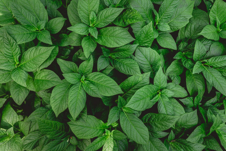plantas
