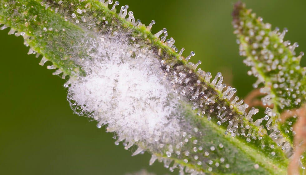 prevent bud rot