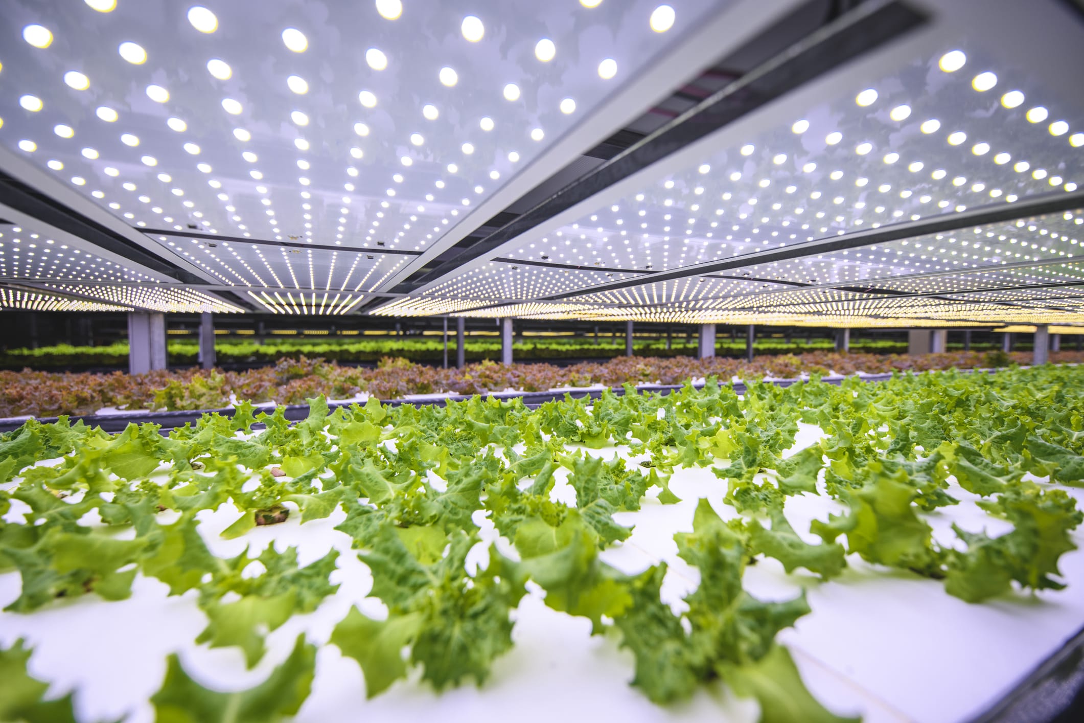 Indoor Farm