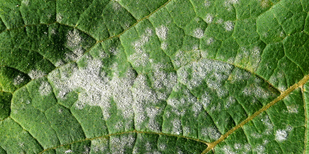 Close up of powdery mildew on a plant leaf