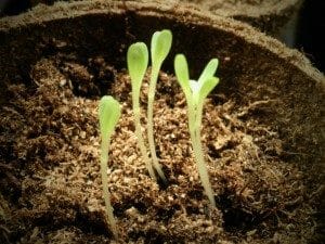 Seedlings