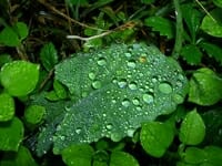 Moisture droplets on leaf