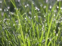 Condensed water vapor on grass