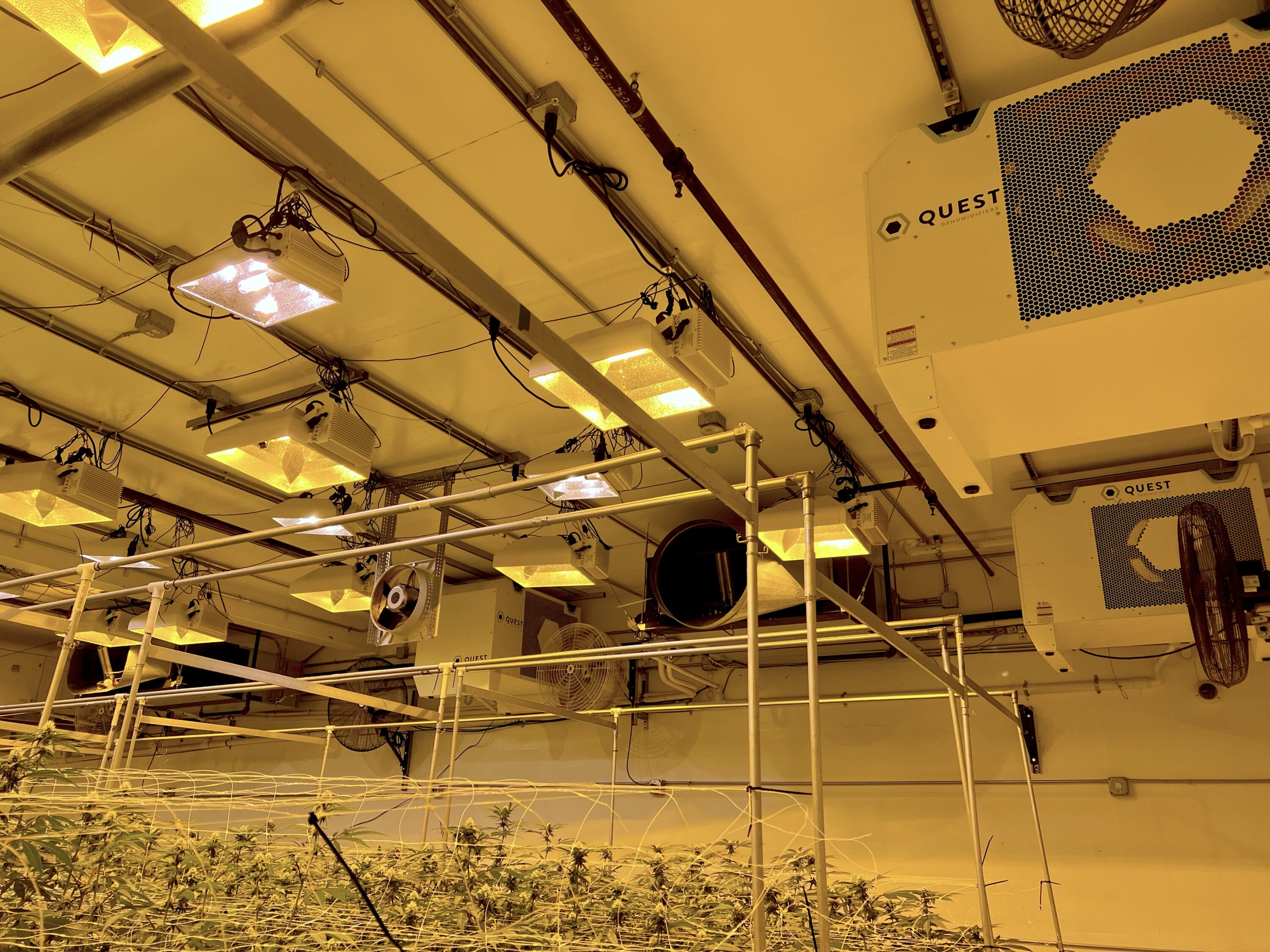 Growing facility with HPS lights and Quest Dehumidifiers hanging from the ceiling