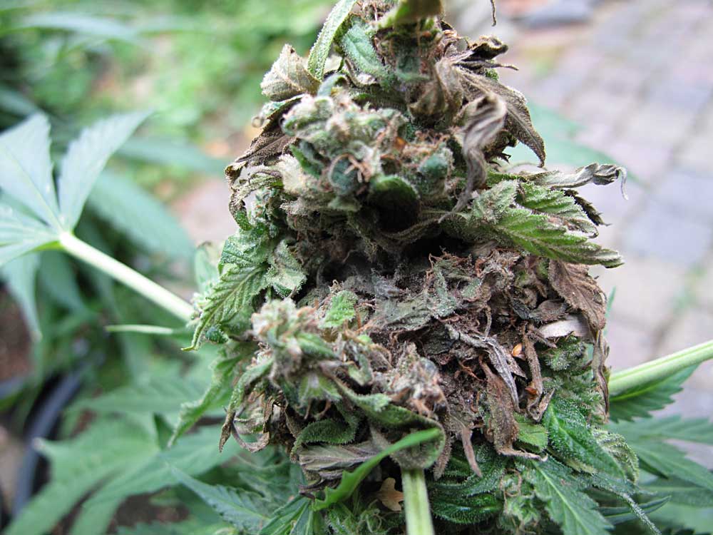 Unknown Facts About Gelato Weed Seeds Profile