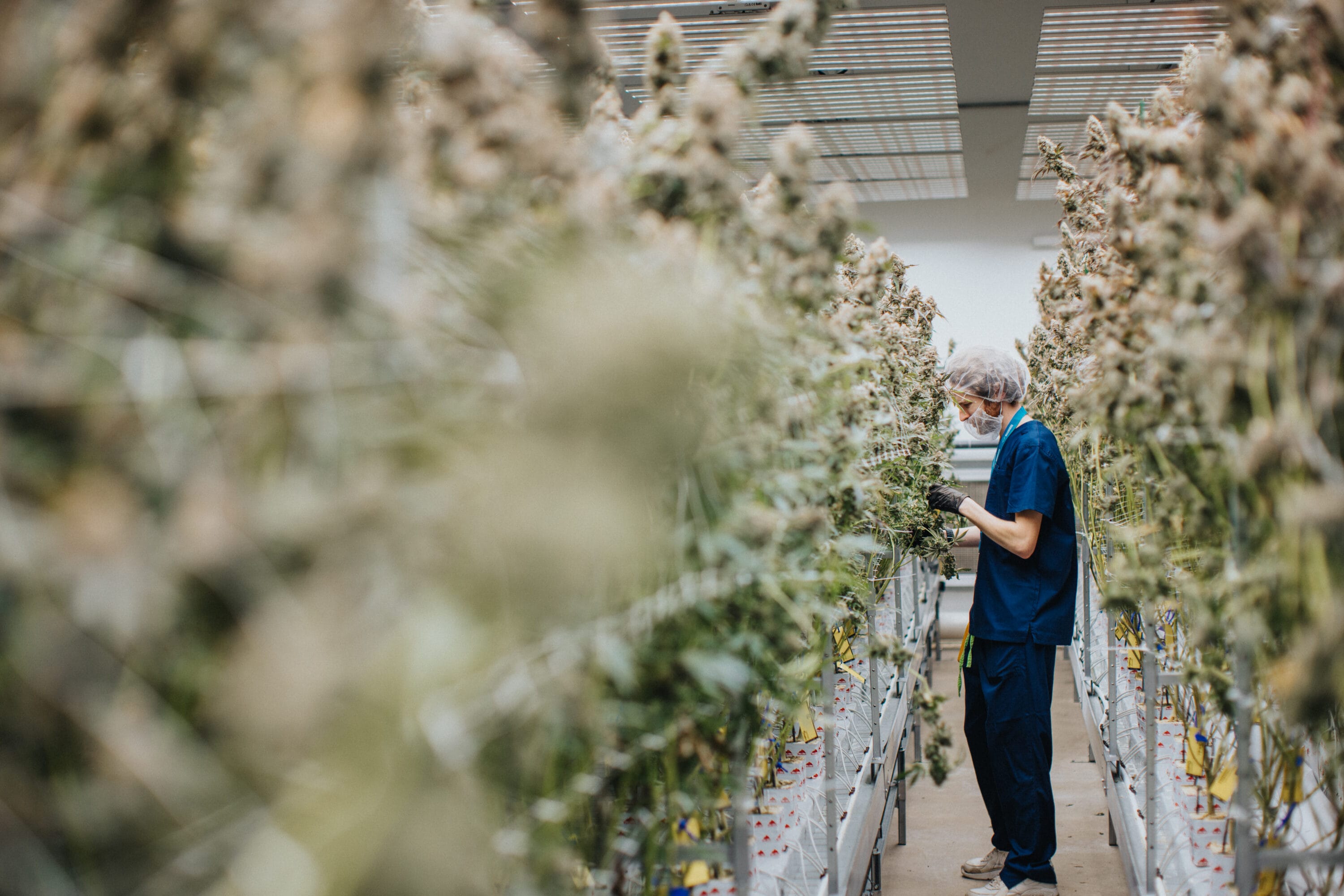 Grower in medical ppe and scrubs walking down the aisle of an indoor cannabis facility