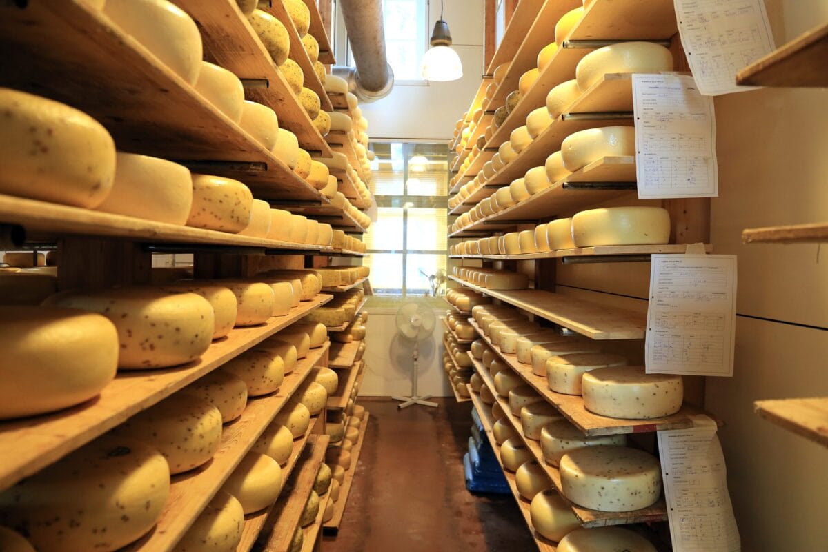 Storage shelves with wheels of cheese and a fan 