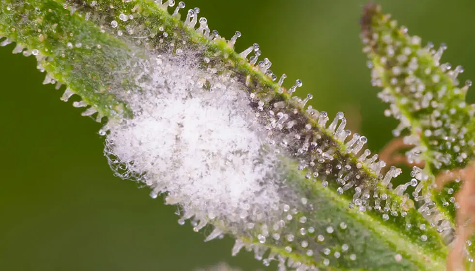White Mold On Buds While Drying White Mold Cannabis Plant