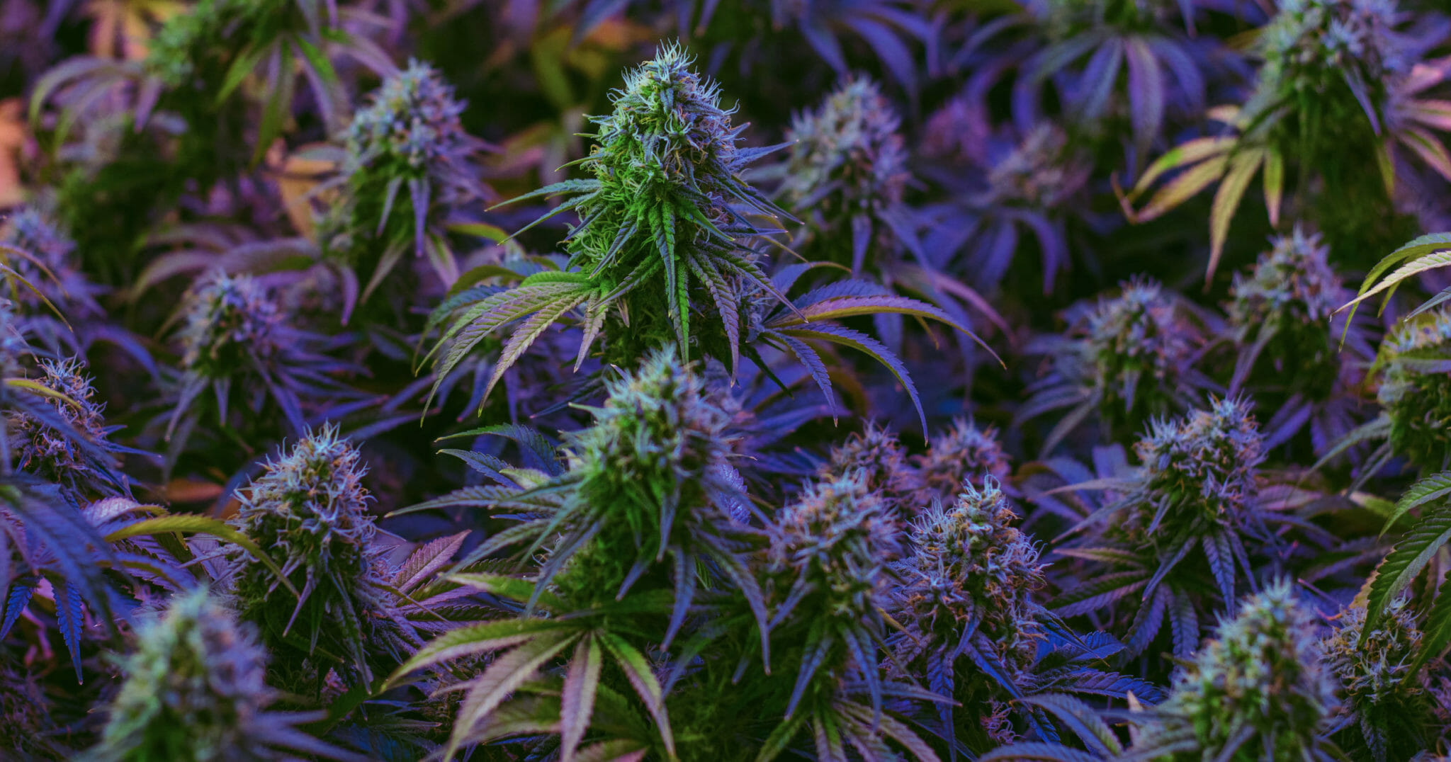 Cannabis flowers in color