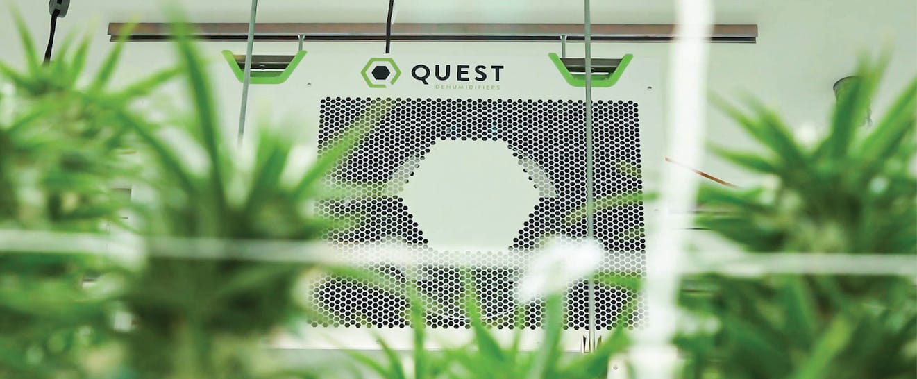 Quest 506 ceiling mounted with greenery in the foreground
