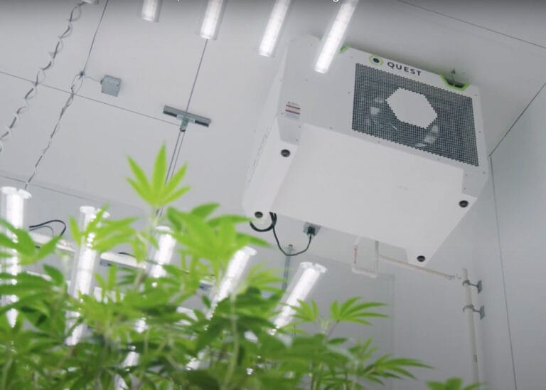 A Quest 506 dehumidifier ceiling-mounted above growing cannabis plants. The room is brightly lit with LED lights.